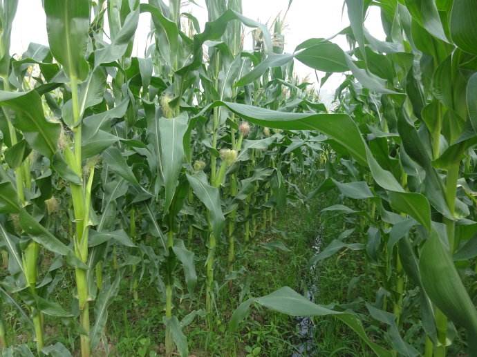 玉米地节水灌溉